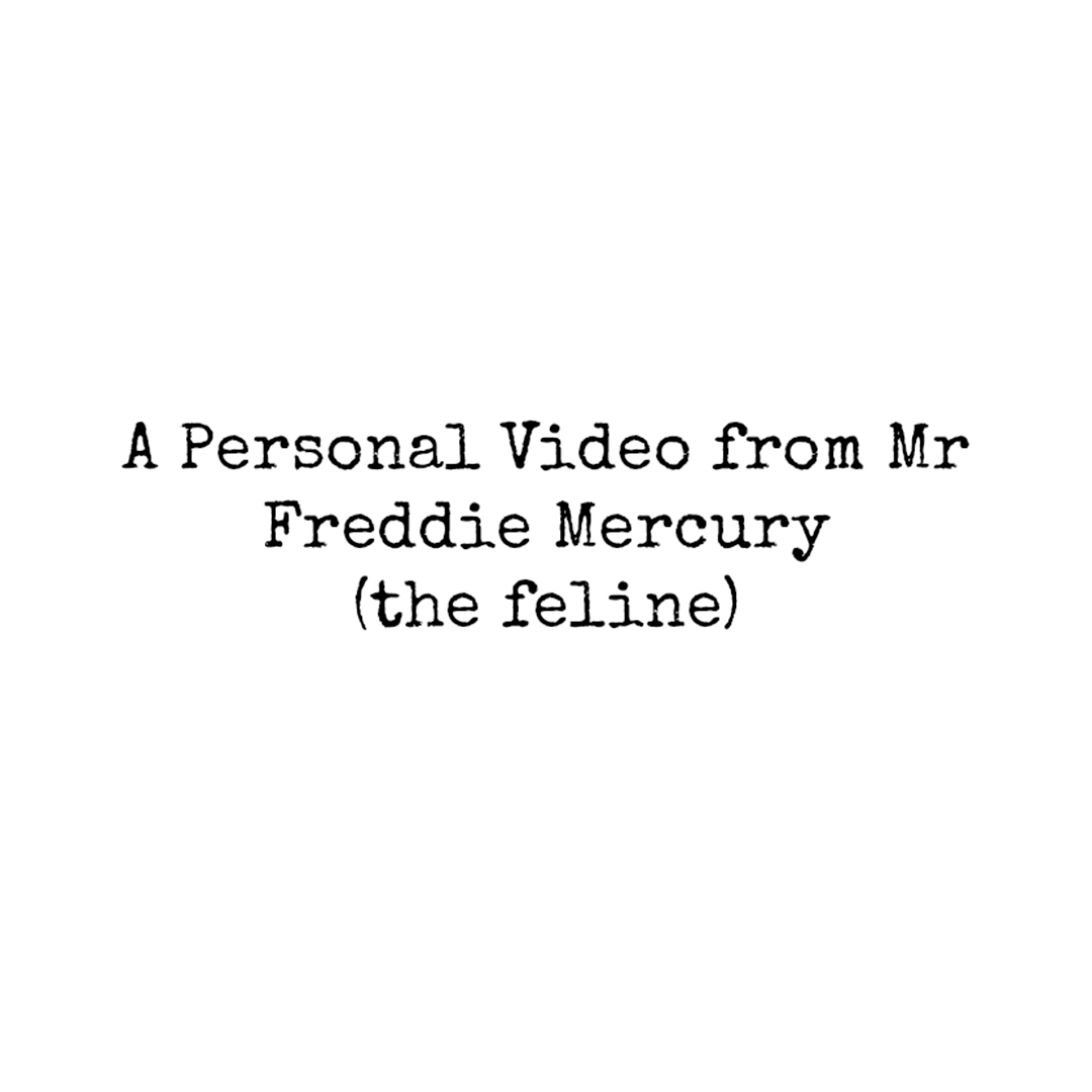 A Personal Video from Mr Freddie Mercury (the feline)